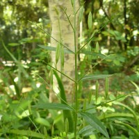 Andrographis paniculata (Burm.f.) Nees